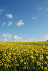 Flower of rape
