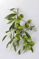 branch of green olives