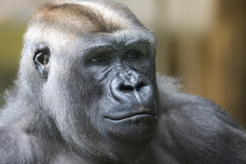 Silverback gorilla