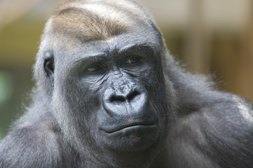 Silverback gorilla