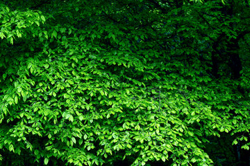 Foliage background.