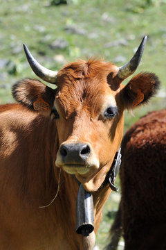 vache tarine 3
