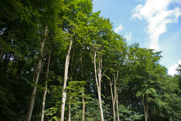 Fototapeta premium Beautiful Forest landscape with tall trees
