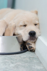 ゴールデンレトリバー　子犬の寝姿