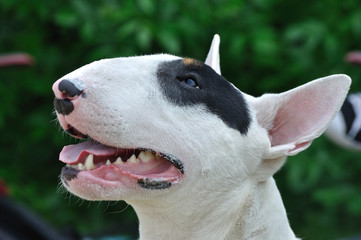 Young Bull Terrier