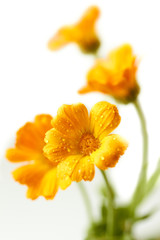 Beautiful Calendula officinalis