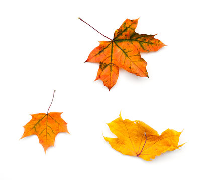 Three yellow autumn maple leaves on white background
