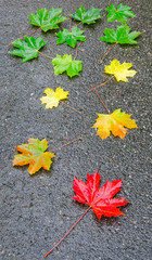 Maple leaf autumn symbol in vertical view