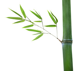 bamboo with green branch isolated on white