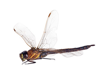 large yellow dragonfly isolated on white