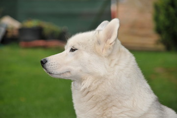 Weiser Siberian Husky