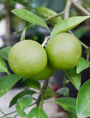 Pomelo fruit