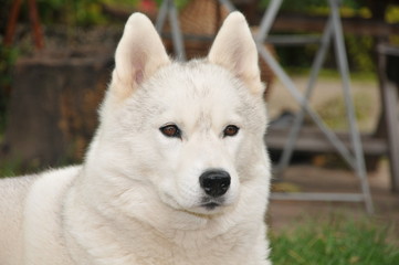 Weiser Siberian Husky
