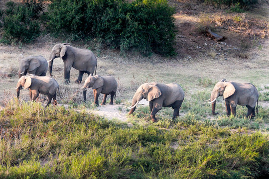 Fototapeta herd of elephants