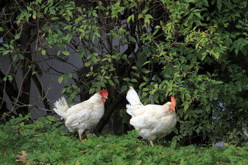 zwei weiße, freilaufende Hühner