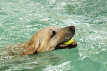 Swimming dog