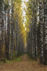 Fototapeta premium Березовая аллея
