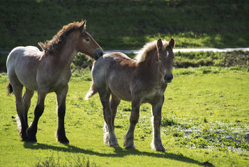mother and young horse
