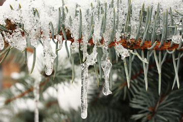 Frozen sprig of fir-tree
