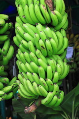 Green banana on tree