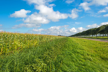 Corn growing on a field