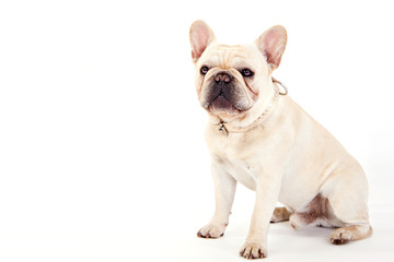 Obraz premium Sitzender Hund