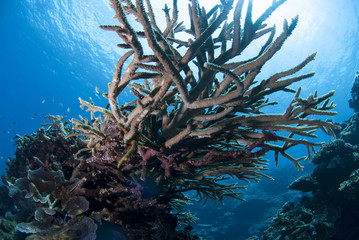 青い海と成長するサンゴ