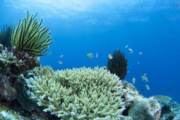 Fototapeta na wymiar Małych ryb i koralowców i błękitne morze