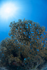 サンゴと青い海と太陽