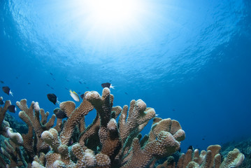 サンゴと太陽と小魚
