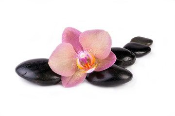 Fototapeta na wymiar Zen pebbles with pink orchid. Spa and health care concept