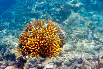 Naklejka na ściany i meble Ryby w korali. Malediwy