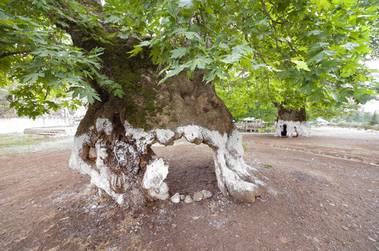 Hollow Plane Tree