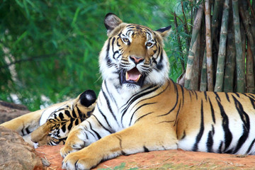 Snarling tiger and looking camera