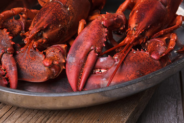 Frisch gekochter Hummer