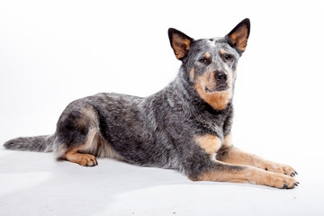 Australian Cattle Dog - Blue Heeler macht platz
