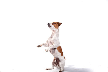 Jack Russell macht Männchen