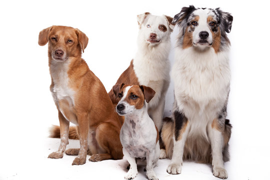 Hundegruppe - Vier Hunde