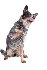 Hund hebt Pfote und streckt Zunge raus