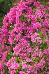 Fototapeta premium pink bougainvillea