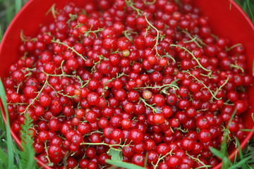 Currants