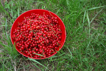 Currants in a bowl
