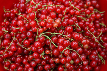 Close up of currants