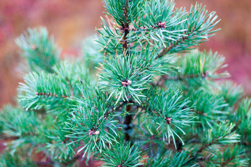 green prickly branches of a pine