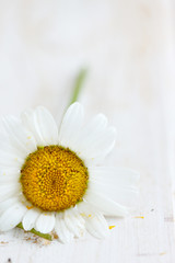 Chamomile flower on white wooden background