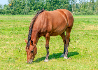 Obraz premium Brown horse grazing lonely