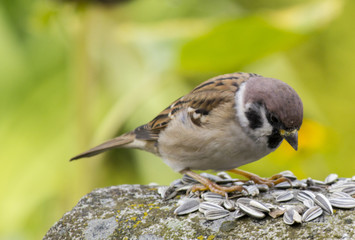 Vögel