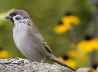 Vögel