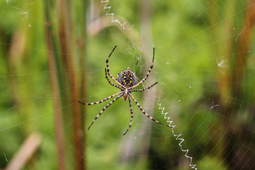 Spider on a spiderweb