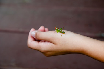 Holding a grasshopper
